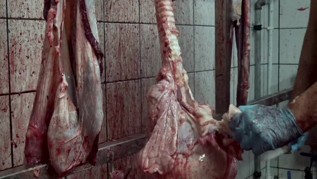 Close up view of a worker's hands with gloves and knife, preparing cattle giblets like lungs, esophagus, trachea, meat, and fat in a slaughterhouse.