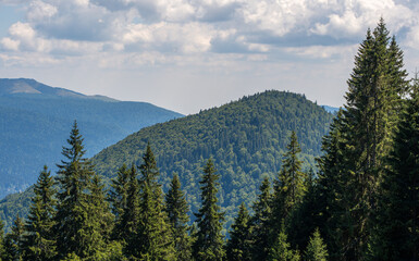 Lush forest enveloped by an enchanting array of trees, with majestic mountains in the backdrop