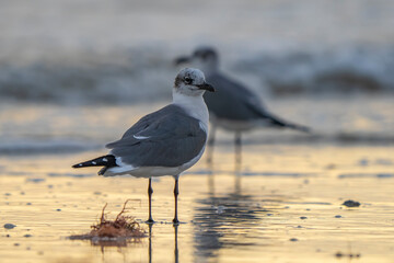 Ring-billed gull perched gracefully on the sandy beach at sunset.