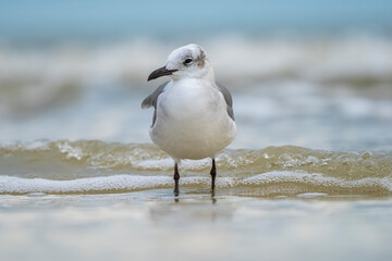 Solitary seagull gracefully stands in the calm, shallow waters of a pristine beach.