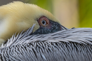 Head of a pelican, showcasing its beautiful white feathers and captivating eyes.