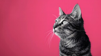 Black and White Cat on Pink Background: Simple and Beautiful Portrait - Powered by Adobe