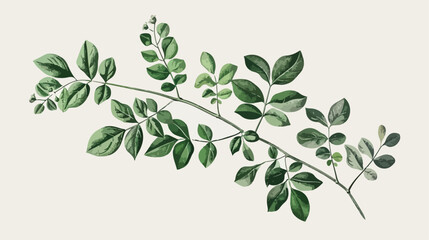 Elegant botanical drawing of Miracle Tree or Moringa