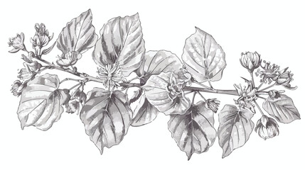 Elegant drawing of linden leaves beautiful blooming f