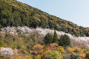 Landscape with colorful blooming trees and bushes during the spring season.