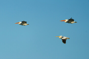 Group of white Pelicans flying in clear blue sky