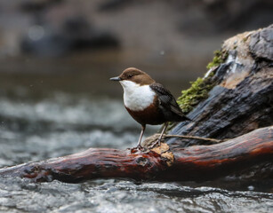 a Dipper bird perched on the end of a tree trunk in a stream