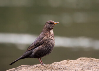 a Female black bird is sitting on a rock near a pond