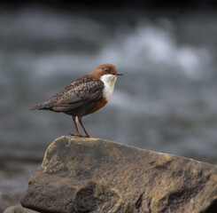 Dipper on the River Cynon, South Wales.