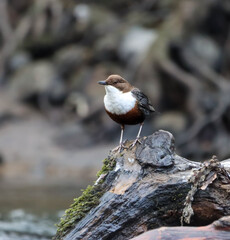 Dipper on the River Cynon, South Wales.