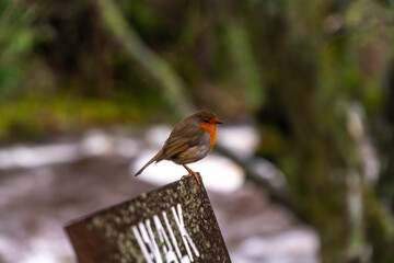 Close-up of a Robin (Erithacus rubecula) perched on a wooden sign by river in Scotland