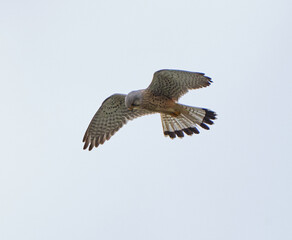 Common kestrel hovering