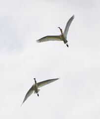 Obraz premium Spoonbill birds in flight
