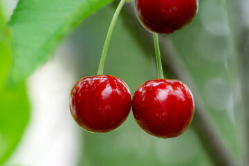 Close-up of cherries in May of the 
