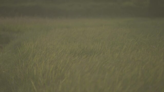 Morning rice field 4K S-Log3.Cine