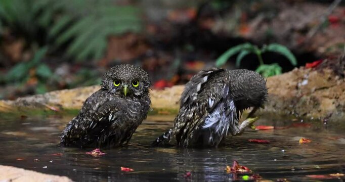 Two Asian barred owlet in the pond
