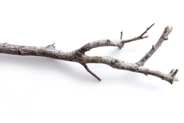 A branches of a tree with white background
