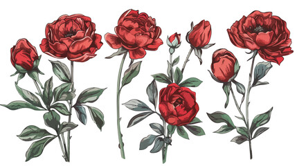 Four of beautiful botanical drawings of red peony-sha