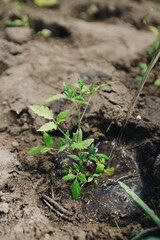 watering growing tomotoe in a greenhouse closeup