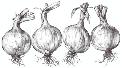 Four of elegant detailed drawings of onion bulbs. Raw