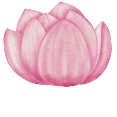 pink lotus flower