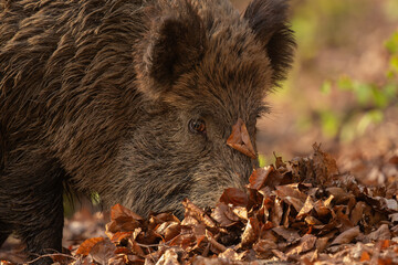 Portrait of wild boar female while looking for food in the dry leaves. Sus scrofa, Slovakia,...