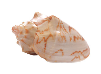 Sea shell isolated on white