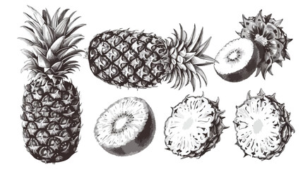 Four of naturalistic drawings of whole and cut pineapple