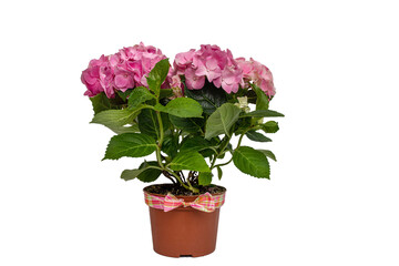 Pink hydrangea in a blue pot isolated on a white background. Bouquet of pink hydrangeas. Large hydrangea bush