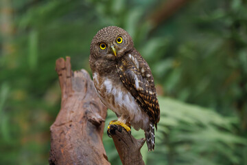 Asian barred owlet