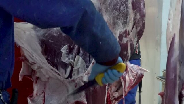 Close up of a worker cutting fatty parts of hooked meat in a slaughterhouse.