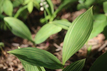 Convallaria Albostriata konwalia majowa