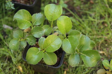 Salix nakamurana var. yezoalpina Wierzba Nakamury forma jezońska © Perovskia