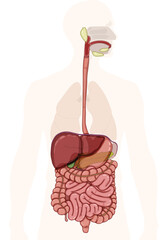 Detailed illustration of the anatomy and structure of the human digestive system. The picture shows the significant structures of the digestive tract