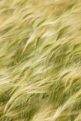 Fototapeta premium A close-up of a field of tall grass, with blades swaying in the wind and creating a textured landscape. 