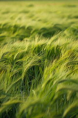 Fototapeta premium A close-up of a field of tall grass, with blades swaying in the wind and creating a textured landscape. 