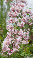 Hanging branches of beauty bush tree (Kolkwitzia amabilis) bearing a profusion of small pink flowers with yellow throatsbetween reddish buds and a foliage of oval dark-blue green leaves