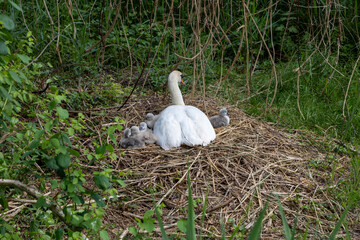 swan with 5 young that just came out