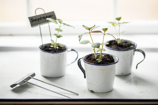 seedlings in enamel mugs
