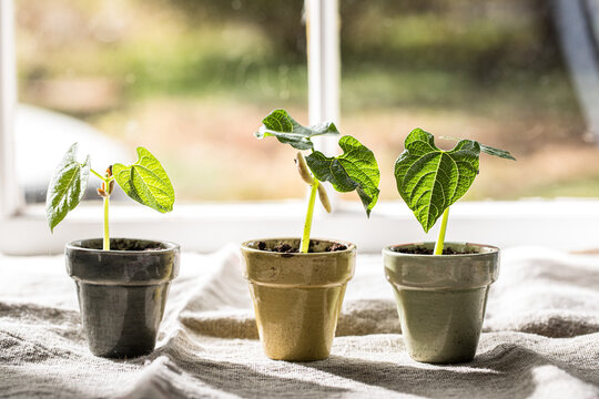 Fototapeta seedlings in pots 