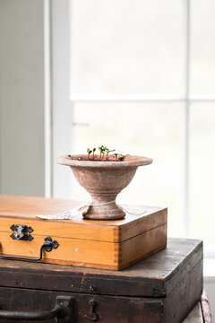seedlings in clay pot
