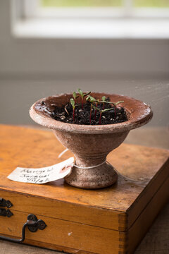 seedlings in clay pot
