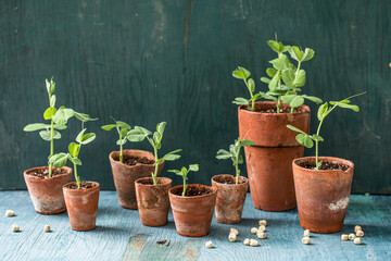 Pea seedlings in clay pots
