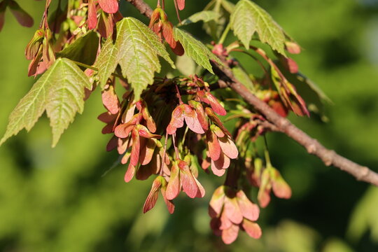 magnifique branche d'&eacute;rable remplie de samares rouges