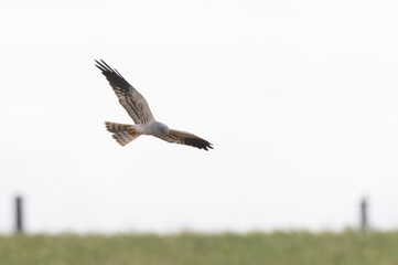 Montagu’s Harrier Circus pygargus in flight in central France
