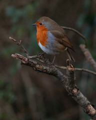 Robin