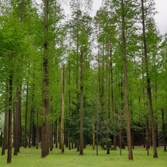 Obraz premium 힐링 되는 멋지고 아름다운 메타세쿼이아숲 - Metasequoia Forest