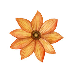 Rudbeckia Fall flower watercolor isolated floral illustration. Ochre orange hand drawn botanical art. Autumn single Dahlia for package design, greeting card and rustic wedding invitation.