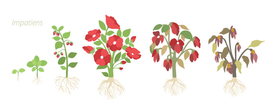 Vector Illustrations of Impatiens Flower Growth. Caring for house plants. Flower lifecycle.