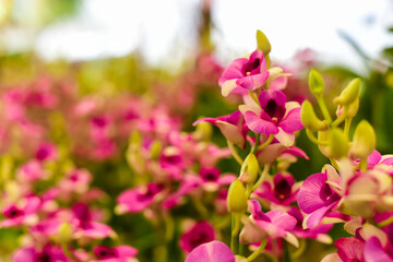 Fototapeta premium pink tulips in spring